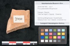Foto (Objekt + Etikett) von Pinus palaeotaeda Ettingshausen (NHMW-GEO-2024-0188-7960)